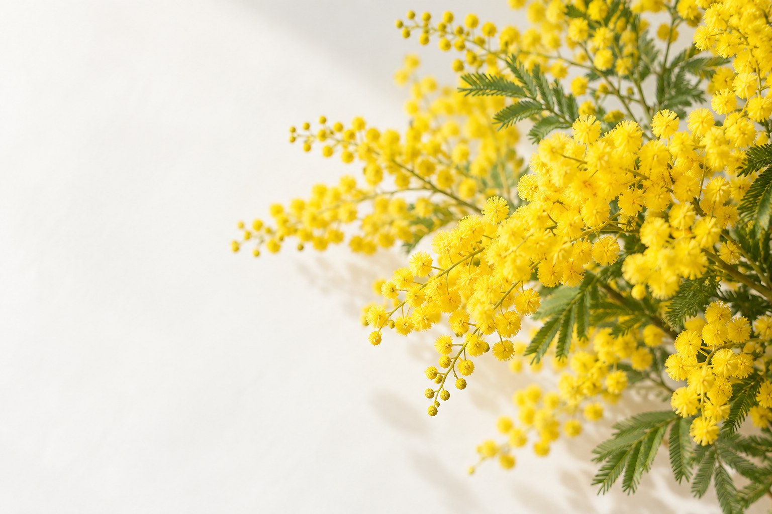 明るい光に包まれた黄色いミモザの花